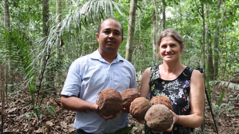 Extrativistas e indígenas são favorecidos com projeto de beneficiamento de castanha na região noroeste de Mato Grosso