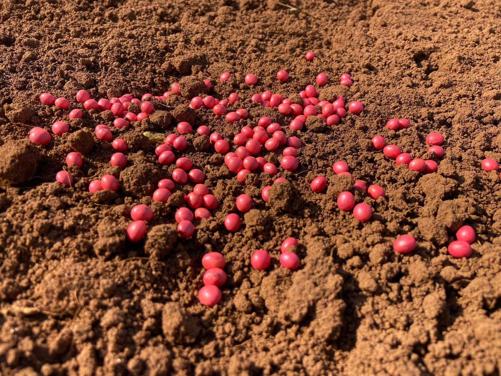 Agro-Sol impulsiona resultados no campo com sementes tratadas que contribuem para a proteção das cultivares