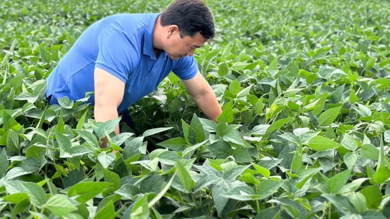 Conheça a estratégia do campeão nacional de produtividade no milho