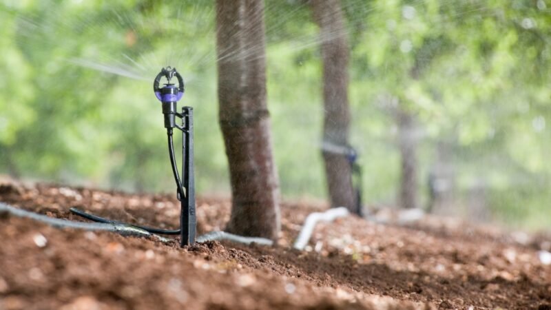 Irrigação por aspersão aumenta lucratividade e proteção de frutas contra geadas e calor excessivo