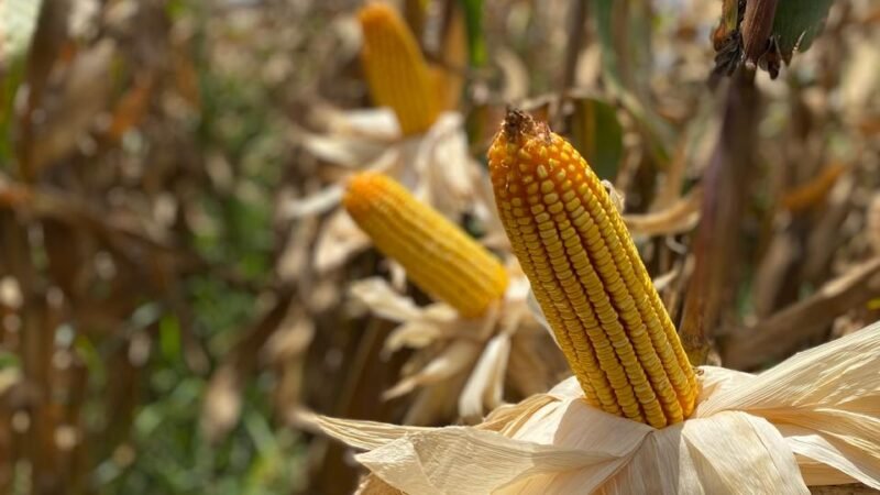 Bioativação ajuda agricultores no manejo de doença transmitida por cigarrinha (Dalbulus maidis) na cultura do milho