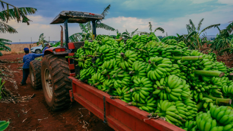 Produtor de bananas melhora gestão e aumenta produtividade com apoio do Senar-MT