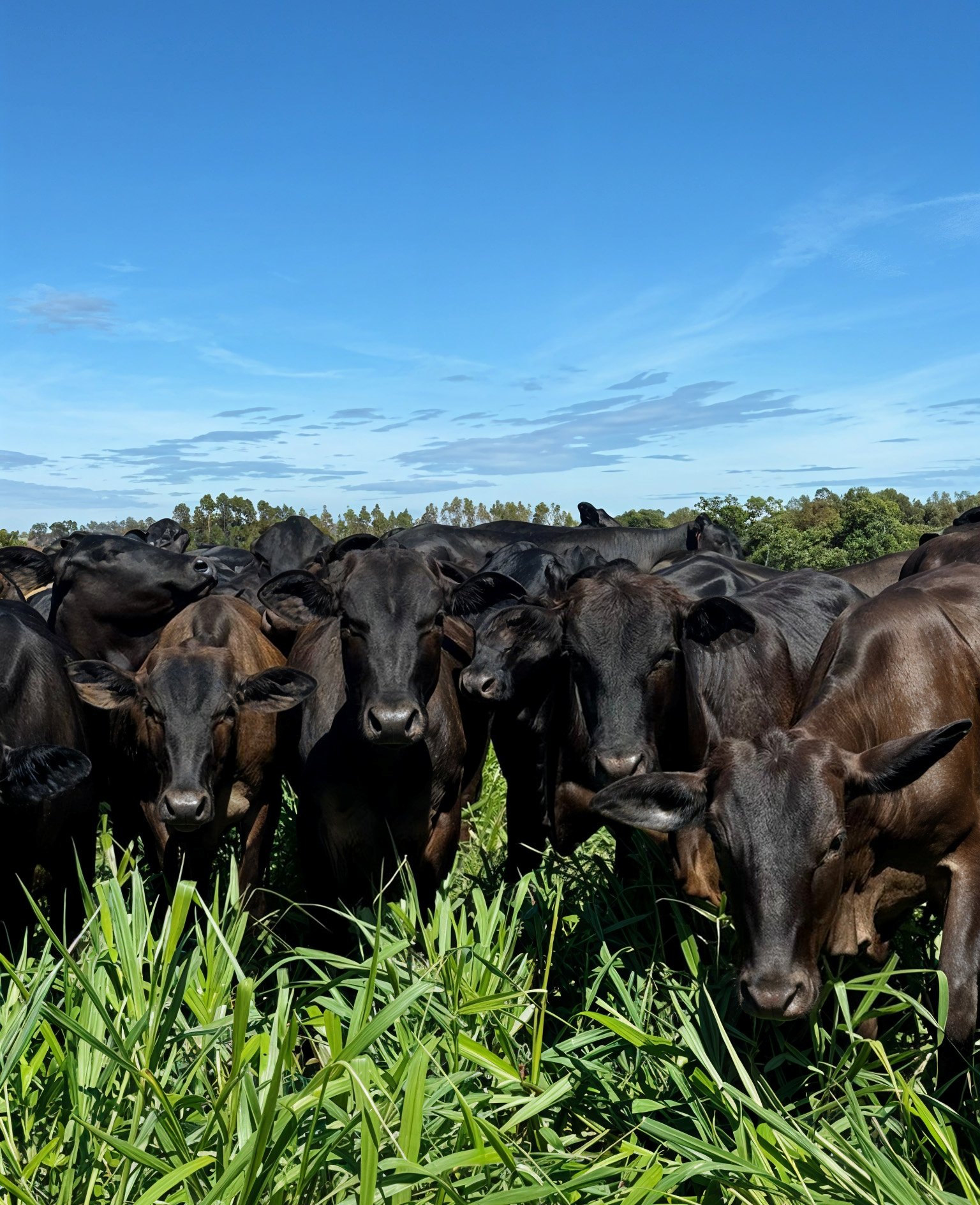 Taxa de lotação de animais equivocada pode comprometer a qualidade da pastagem