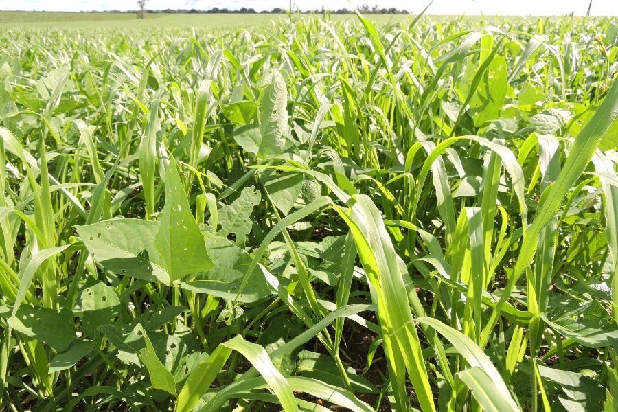 Curso on-line ensina sobre uso de consórcio de capim com feijão-caupi