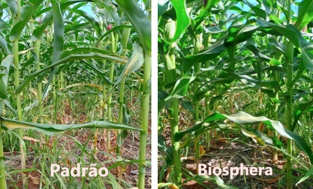 Coinoculação em milho já é realidade no Brasil