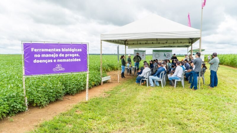 Resultados de pesquisas da Fundação MT mostram soluções sobre cultivares de soja, manejo e combate de daninhas