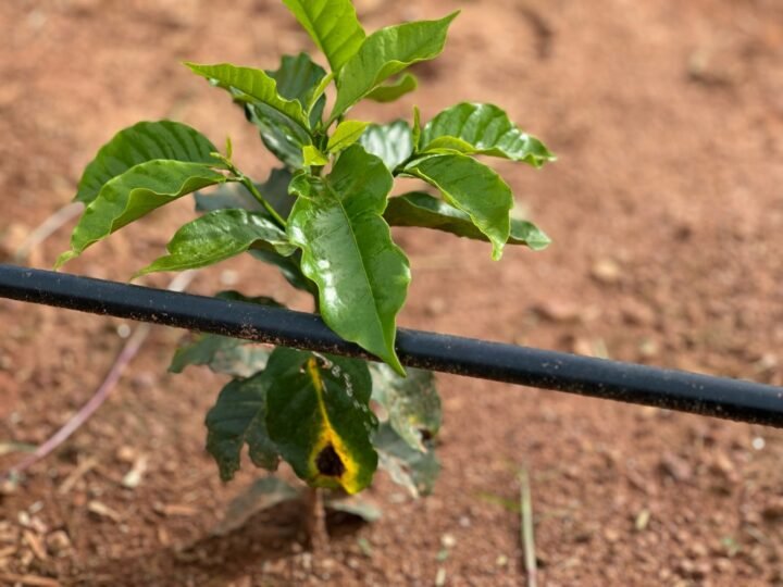 Rivulis anuncia na Agrishow novo presidente global
