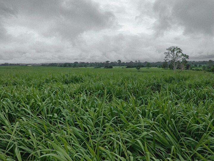 Manejo e tecnologia ajudam a reduzir custos para o pecuarista e preservar pastagens