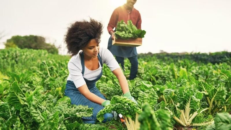 Aprovado projeto de lei que estimula permanência de jovens no campo