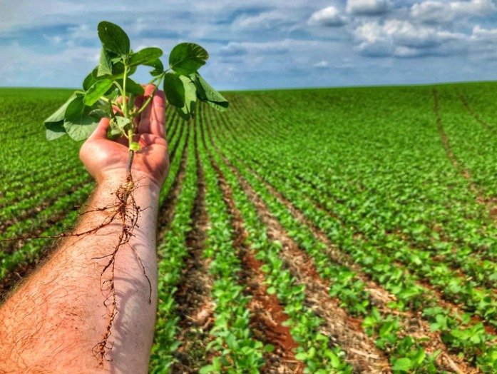 Dependência da adubação fosfatada na agricultura coloca o setor em estado de atenção