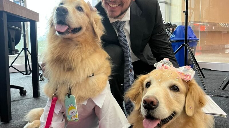 Cães são aliados contra a depressão: benefícios e cuidados dessa relação