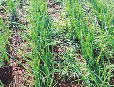 Perda de produtividade da soja causada pelo capim-pé-de-galinha pode ocorrer em semanas