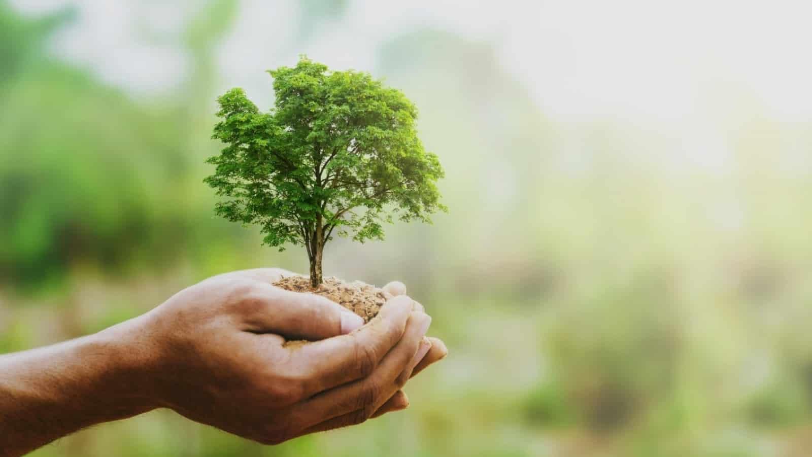 Agricultura Sustentável e Segurança Alimentar: Cultivando um Futuro Responsável