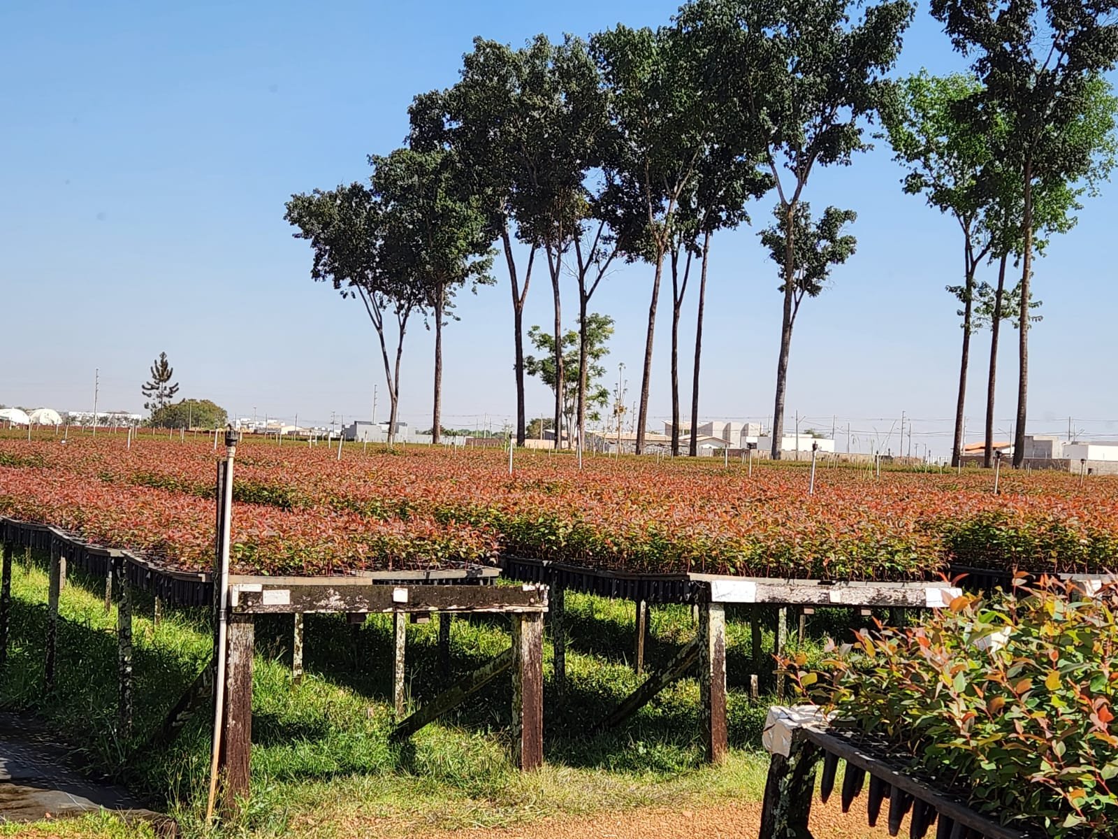 Família Langer junto com sua equipe produzem 68 mil mudas de árvores por dia