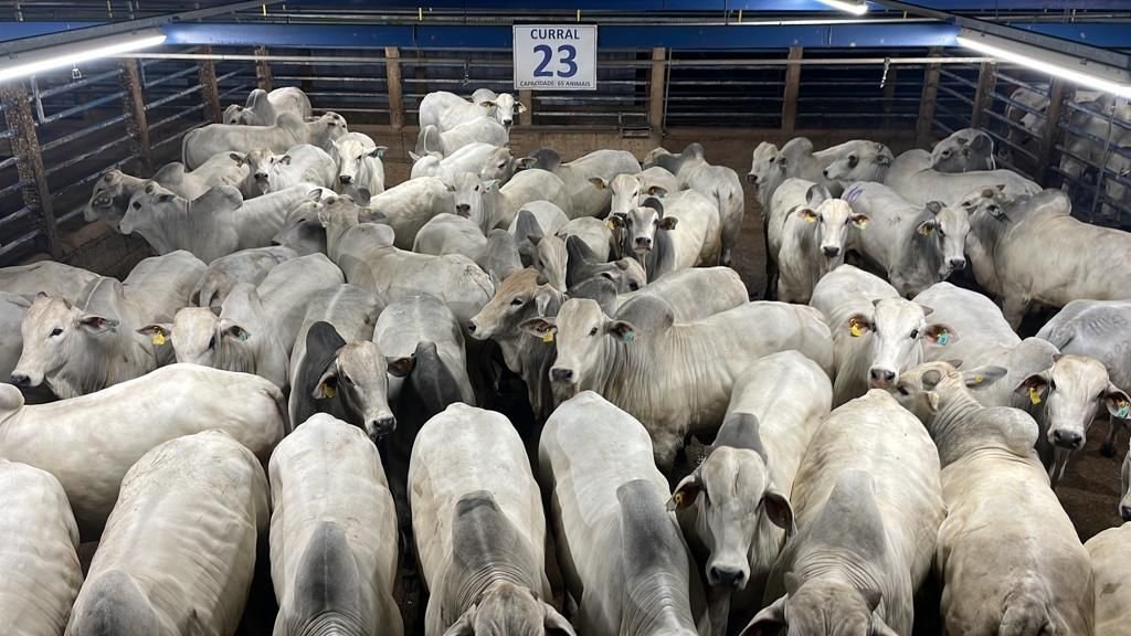 Circuito Nelore de Qualidade: 760 animais foram avaliados em Alta Floresta (MT) 