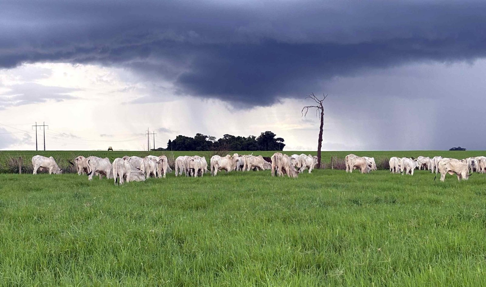 Alavancar a produtividade agrícola passa obrigatoriamente pela recuperação de pastagens degradadas