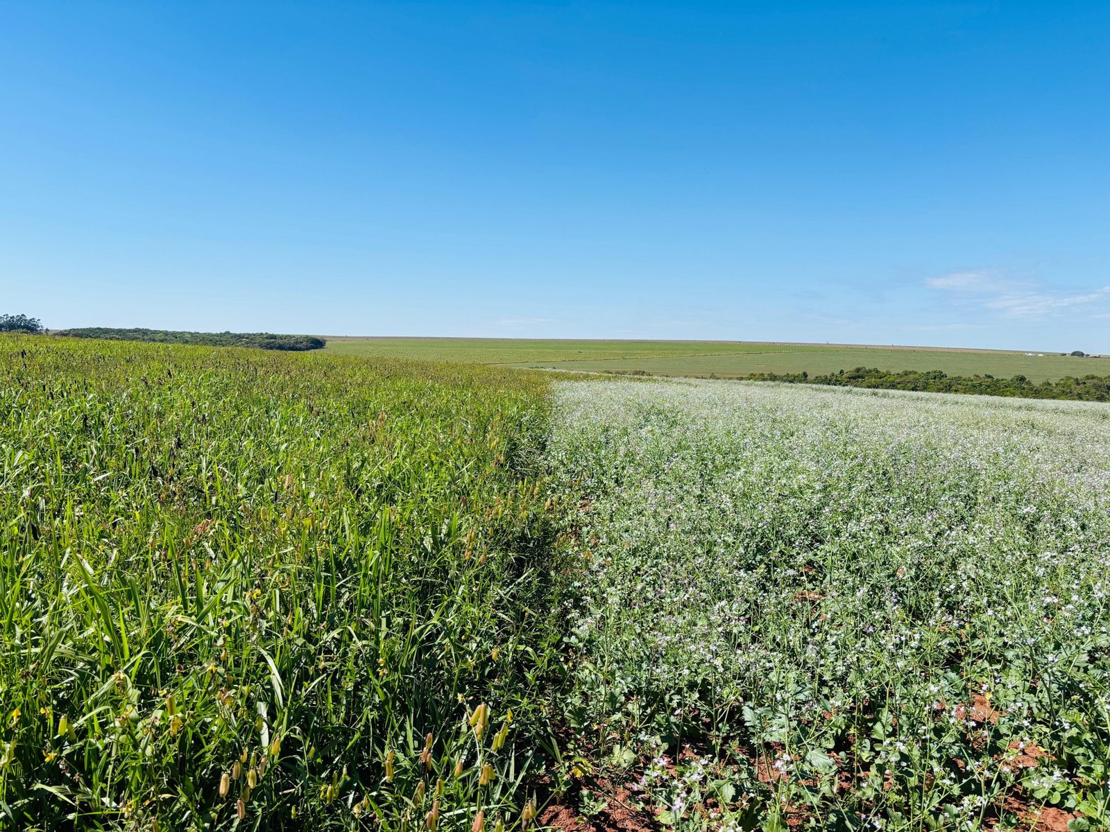 Mix de plantas é ferramenta estratégica e gera múltiplos ganhos na agricultura e na pecuária