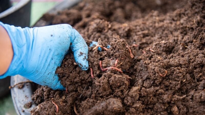 Sindicato Rural de Guarantã do Norte e Senar estão realizando curso de minhocultura