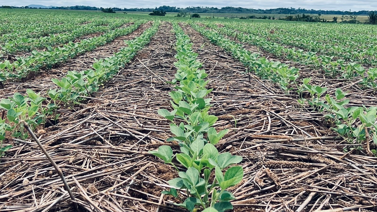 Girassol Agrícola eleva a régua da qualidade das sementes e cria um novo patamar no setor
