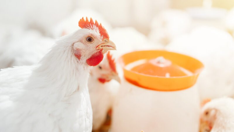 Nutrição balanceada garante qualidade óssea e desempenho das aves de corte