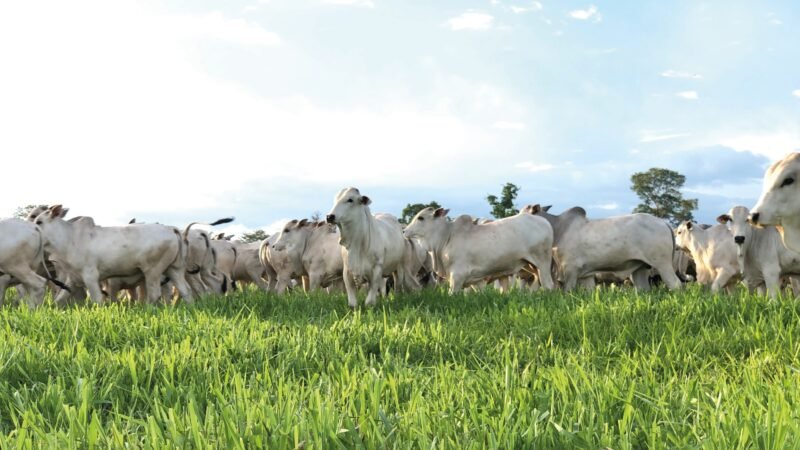 Agroallianz lança linha de pastagem com foco em alta performance produtiva