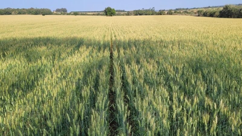 Biotecnologia avança no cultivo de trigo e amplia ganhos de produtividade