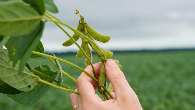 Imea aponta que sistema financeiro lidera fontes de financiamento para produção de soja em MT