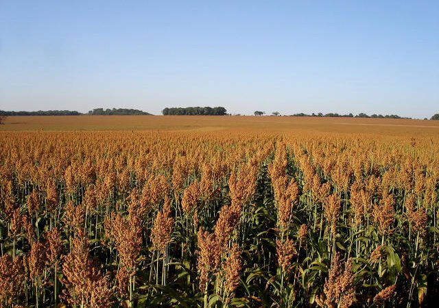 Com alta de 13,4% na área plantada, sorgo ganha espaço na safrinha 2026 em Mato Grosso