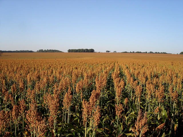 Com alta de 13,4% na área plantada, sorgo ganha espaço na safrinha 2026 em Mato Grosso