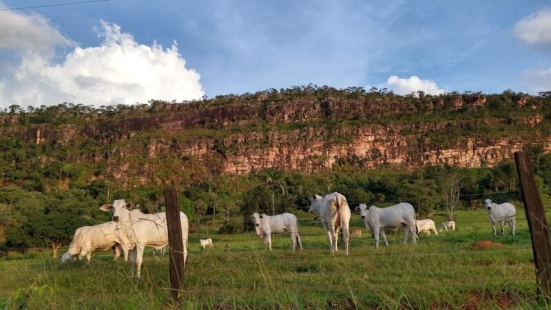 Mato Grosso fecha 2025 com 31,6 milhões de bovinos, aponta Indea