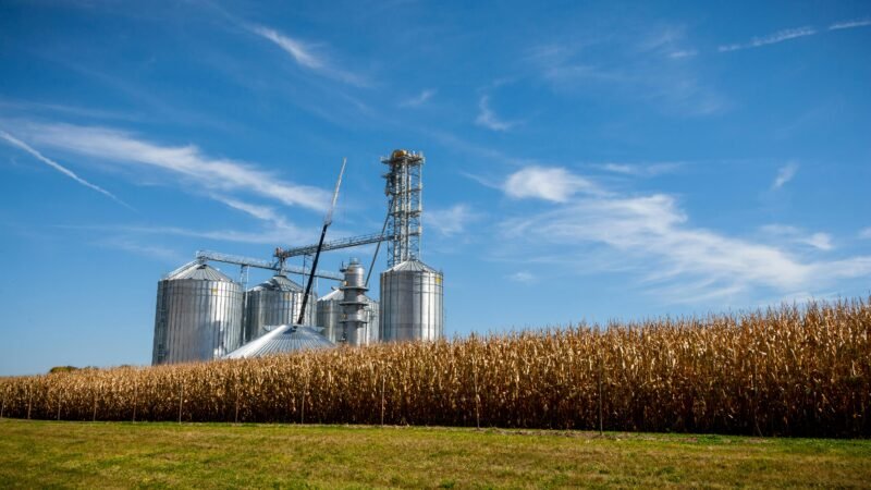 Sementes ilegais de soja ameaçam produção e podem causar perdas de R$ 8 bilhões