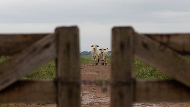 Gestão de caixa e isenção de IR levam produtor de MT ao mercado financeiro