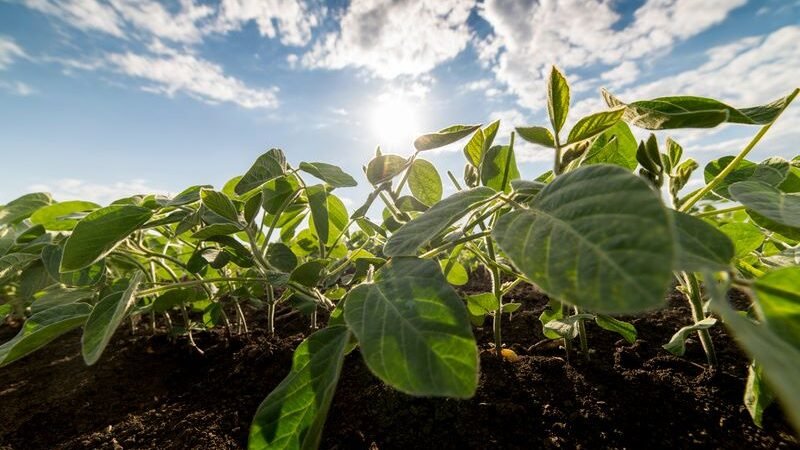 Manejo eficiente de plantas daninhas e pragas no final do ciclo da soja: como proteger sua colheita e garantir grãos com qualidade