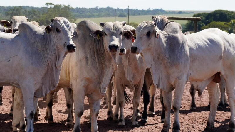 Imea destaca salto de quase 30% nas exportações de carne bovina de MT em 2025