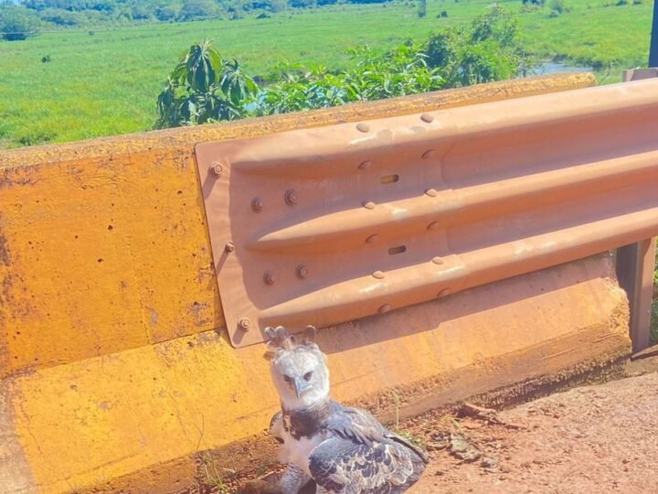 Via Brasil BR‑163 devolve harpia reabilitada à natureza após operação integrada de resgate e conservação