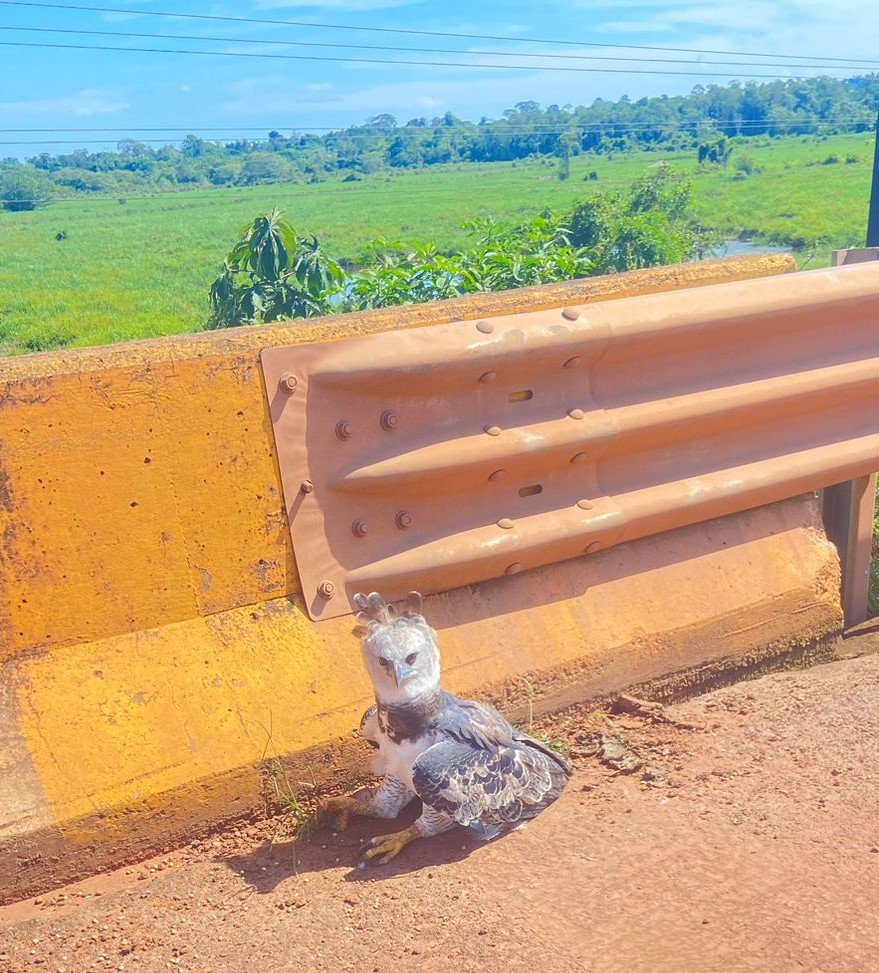 Via Brasil BR‑163 devolve harpia reabilitada à natureza após operação integrada de resgate e conservação