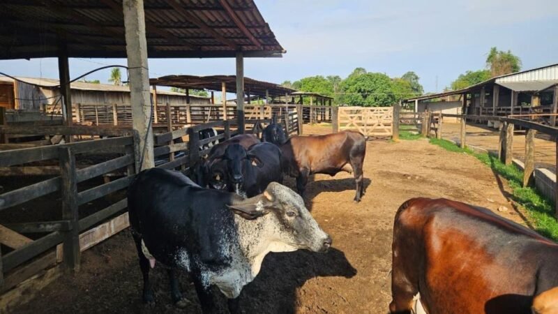 Seaf realiza reuniões sobre o Programa de Melhoramento Genético do Rebanho Leiteiro em 17 municípios