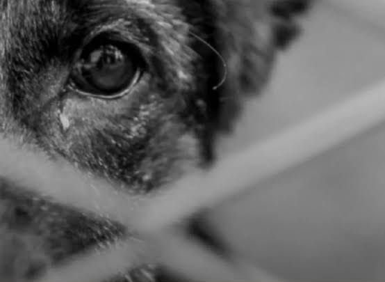 Homem é preso pela Policia Militar praticando zoofilia