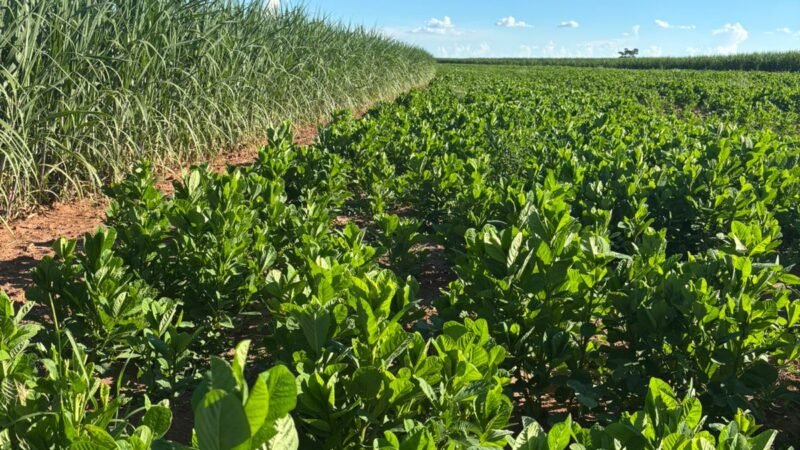 Sistema de manejo integrado com planta de cobertura reduz custos e melhora eficiência no plantio da cana-de-açúcar