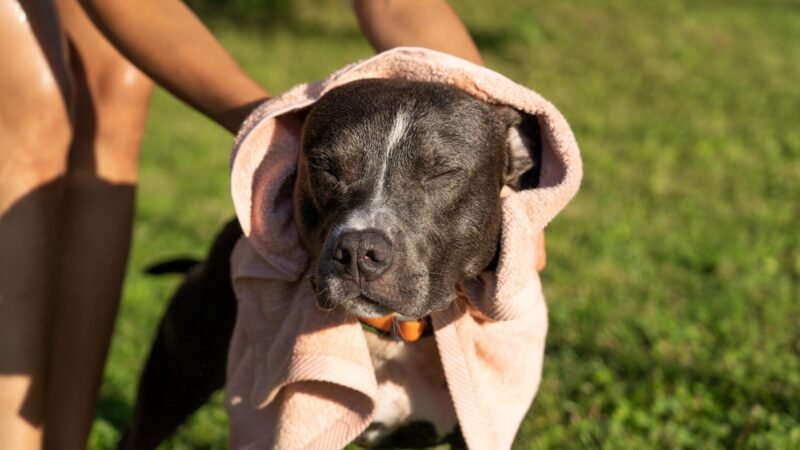Cuidados com os pets no verão exigem atenção redobrada dos tutores