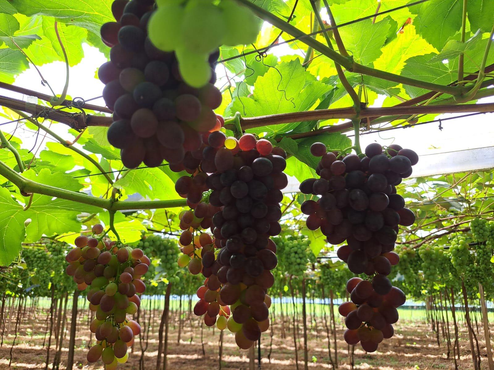 Bioinsumos avançam na hortifruticultura gaúcha e entram no manejo de tomate e uva