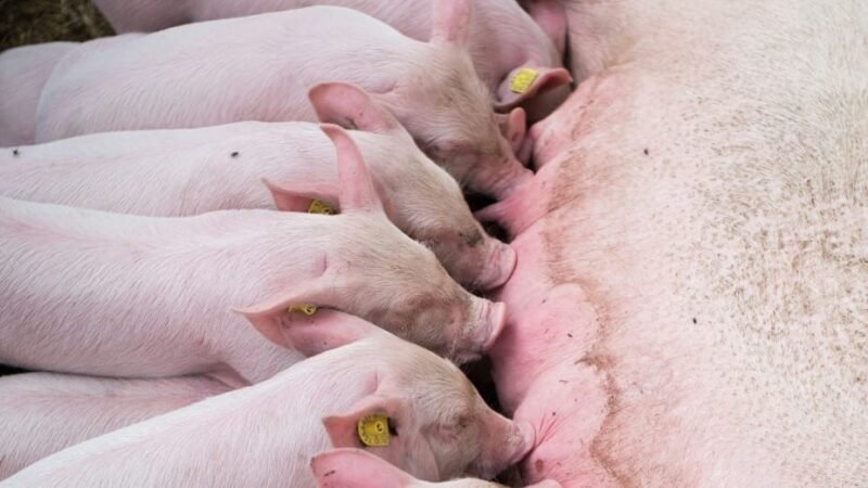 Cuidados com as fêmeas suínas na lactação: o impacto do arraçoamento na maternidade