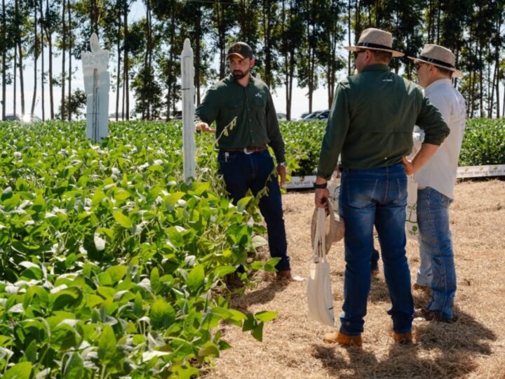 Solução sob medida: empresa de sementes transforma dia de campo em espaço personalizado e traz informações estratégicas para a próxima safra