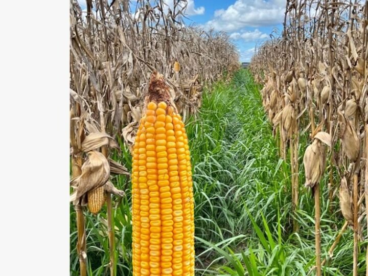 Milho consorciado com capim pode gerar melhor retorno aos sistemas de produção