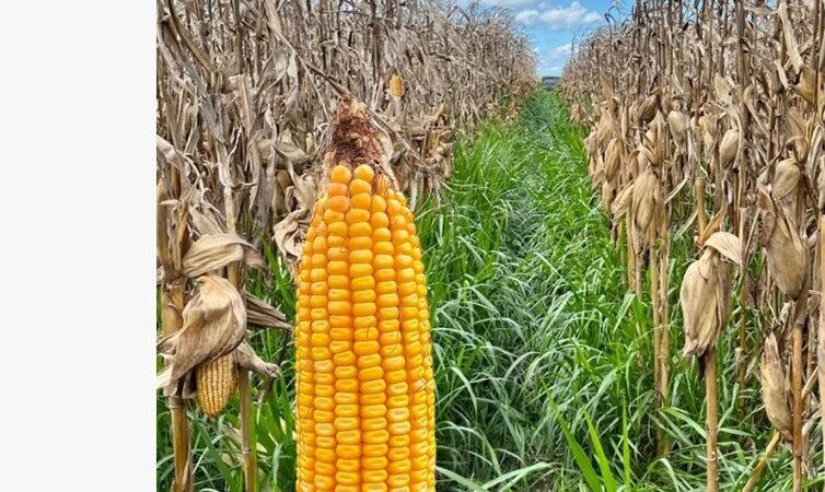 Milho consorciado com capim pode gerar melhor retorno aos sistemas de produção