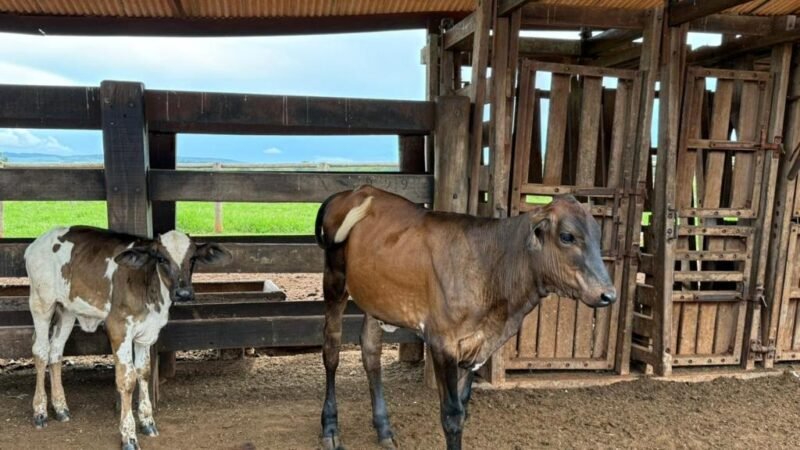Seaf leva tecnologia genética ao agricultor familiar e muda a realidade no campo